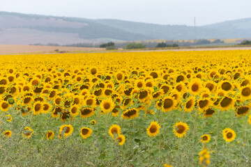 Obraz premium campo de girasoles 
