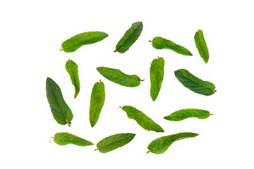 Fresh and fragrant mint leaves on a white background