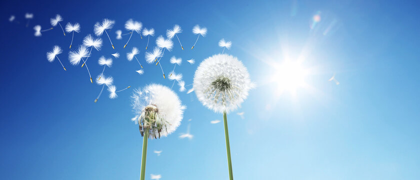Sch&ouml;ne Pusteblumen