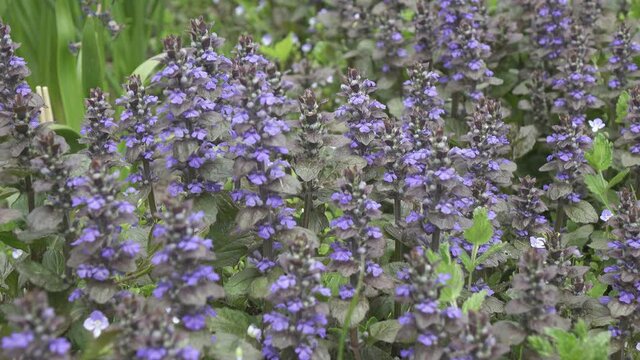 Bugle - Ajuga reptans Mass of flowers in long grass. Close up blue spring flowers on blurred background. Ajuga reptans. Carpet bugleweed, Shot in 4K UHD