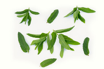 Fresh and fragrant mint leaves on a white background