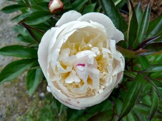 Paeonia 'Shirley Temple' © John Caley