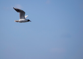 
beautiful seagull flies in the sky