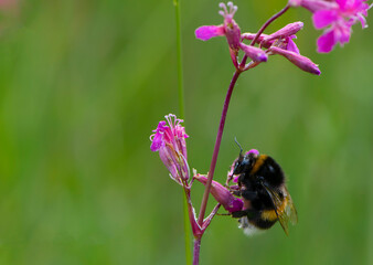 
bumblebee sits on a wildflower