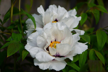 
large white flowers with green leaves