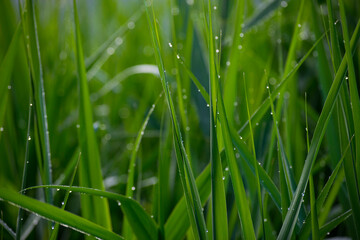 background with green grass in dew drops