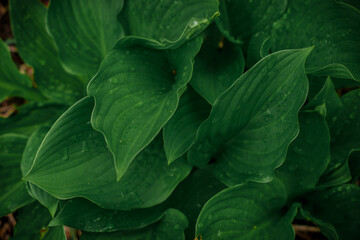 green leaves background