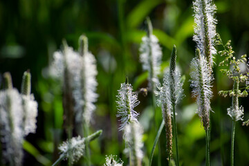 
green background with white field herbs
