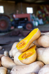 Halved organic Butternut on a heap of freshly picked butternuts closeup