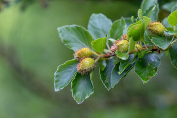 Young beechnuts on a beech branch