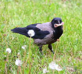 A crow with a chicken bone in its beak in the green grass