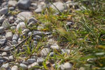 Little grass snake crawling in the grass