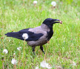 A crow with a chicken bone in its beak in the green grass