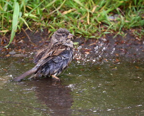 A Sparrow bathes in a shallow pool