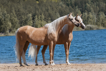 Two beautiful palomino horses with a long mane standing near blue water on summer background, profile side view - obrazy, fototapety, plakaty