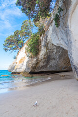 Cathedral cove at Coromandel peninsula in New Zealand