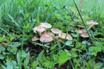 a lot of mushrooms in the meadow in the grass after the rain