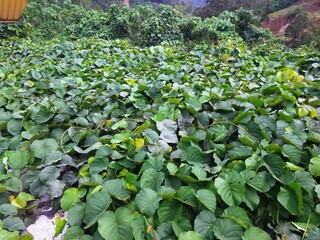 green leaves in a garden