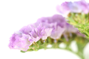 Beautiful Purple Pink Statice Flower close up macro photo on isolated white background