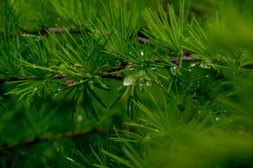 close up of pine needles