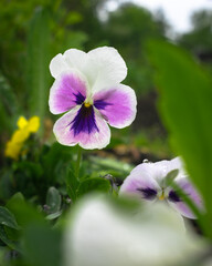 White-violet pansy flower in the garden