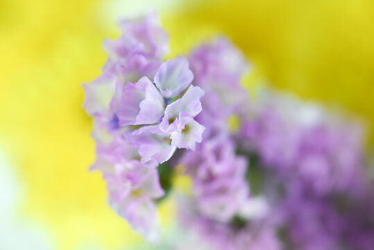 Beautiful Purple Pink Statice Flower and Yellow Marigold Flower close up macro photo