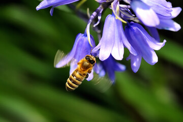 Biene im Flug vor blauer Hasenglöckchen Blüte