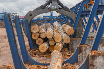 Round timber logs preparation sorting processing at sawmill. Wheel loader and automatic sorting...