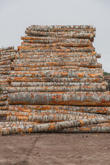 Freshly cut tree wooden logs piled up. Wood storage for industry. Felled tree trunks. Firewood cut tree trunk logs stacked prepared. Deforestation for Industrial production.