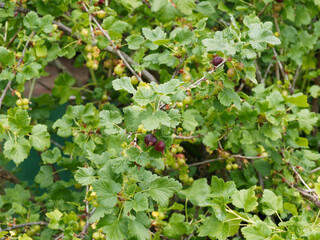 (Ribes &times; nidigrolaria) Jostabeere oder Jochelbeere mit noch gr&uuml;ne, r&ouml;tlich und unreife Fr&uuml;cht