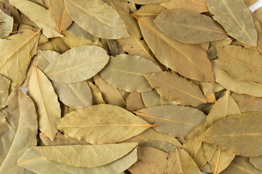 Dried bay leaves isolated on white background