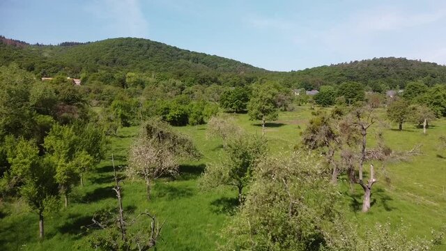 alte Streuobstwiesen als Wertvoller Lebensraum im Rheintal
