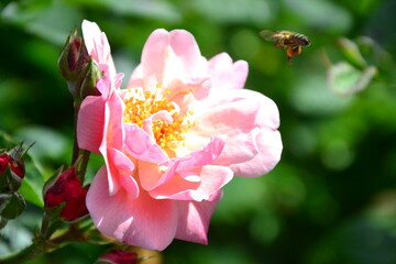 rose flower with bee