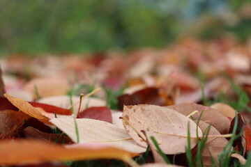 Herbst Blätter am Boden | Autumn leaves on the ground