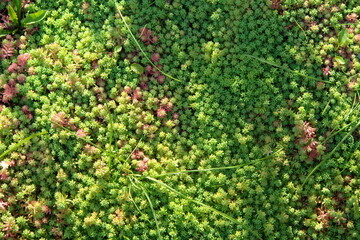 Fototapeta na wymiar Sedum hispanicum L. background without flowers.