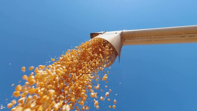 corn grains falling form combine harvester in the truck with blue sky