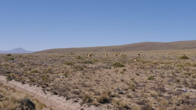 Vicunas eating plants on the Andes mountain range in Peru