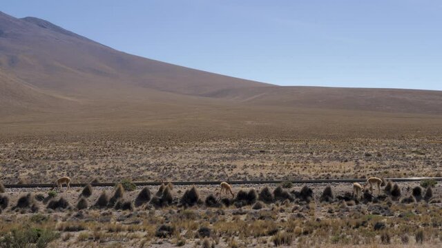 Vicunas eating plants near train tracks the Andes mountain range in Peru