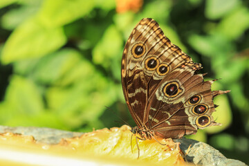 beautiful tropical butterfly on plant.