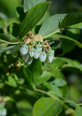 Blossoms on a blueberry plant, seen in late spring.