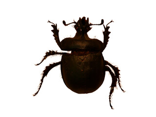 Enoplotrupes sharpi Jordan et Rothschild 1893, Dung Beetle isolated on white background.