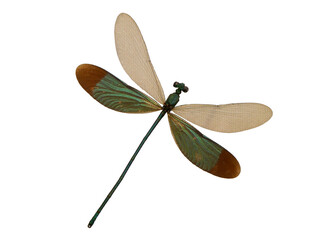 Dragonfly isolated on white background. © Phairot