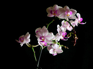 Naklejka na ściany i meble pink orchid on black background