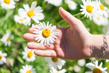 Daisy flower in hand on nature