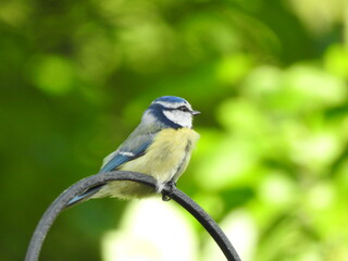 Blue tit on metal bird feeder 