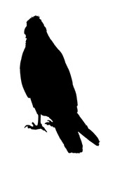 Eagle Standing at Ground, Aconcagua Park, Mendoza, Argentina