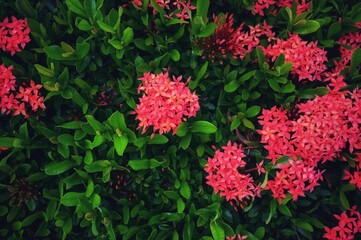 pink flowers in the garden