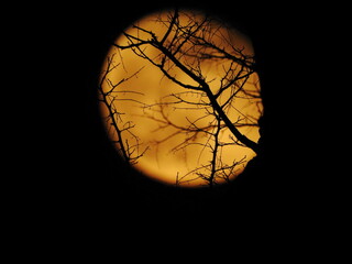 Mroczny księżyc w pełni za drzewem