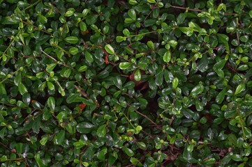 green leaves background