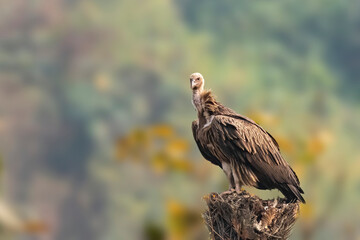 Himalayan vulture 2